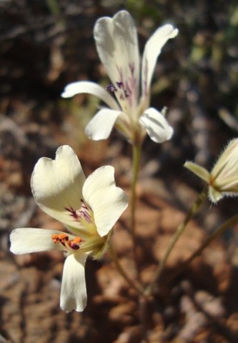Pelargonium articulatum anthers